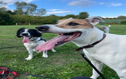 Mixed Breed dogs for sale: Brogan the Lurcher  - Image 7