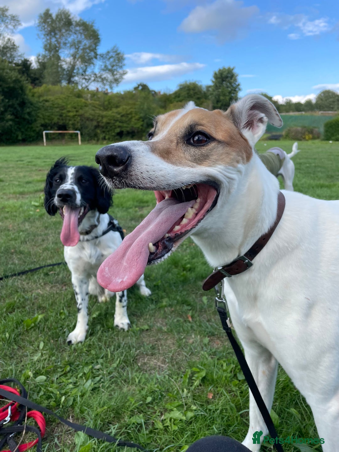 Mixed Breed dogs for sale: Brogan the Lurcher  - Image 7