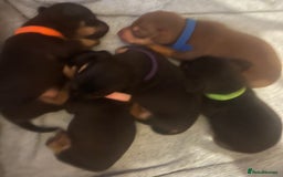 Jack Russell dogs for sale: Miniature natural bobtailed Jack Russells - Image 6