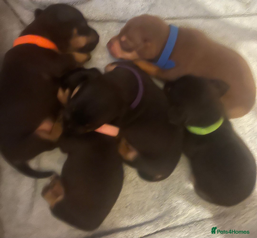Jack Russell dogs for sale: Miniature natural bobtailed Jack Russells - Image 6