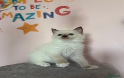 Ragdoll cats for sale:  🎀DNA Clear🧡TICA Reg🧡Ragdoll Kitten🎀 - Image 3