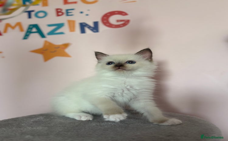 Ragdoll cats - Advert 9
