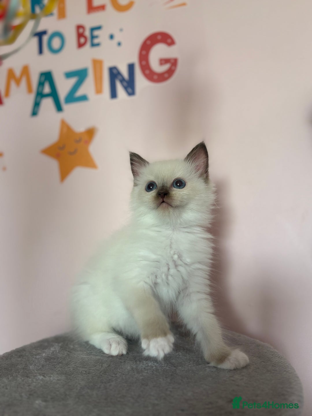 Ragdoll cats for sale:  🎀DNA Clear🧡TICA Reg🧡Ragdoll Kitten🎀 - Image 3