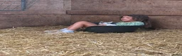 Goats livestock for sale: 4 Pedigree registered Pygmy goats  - Advert 6