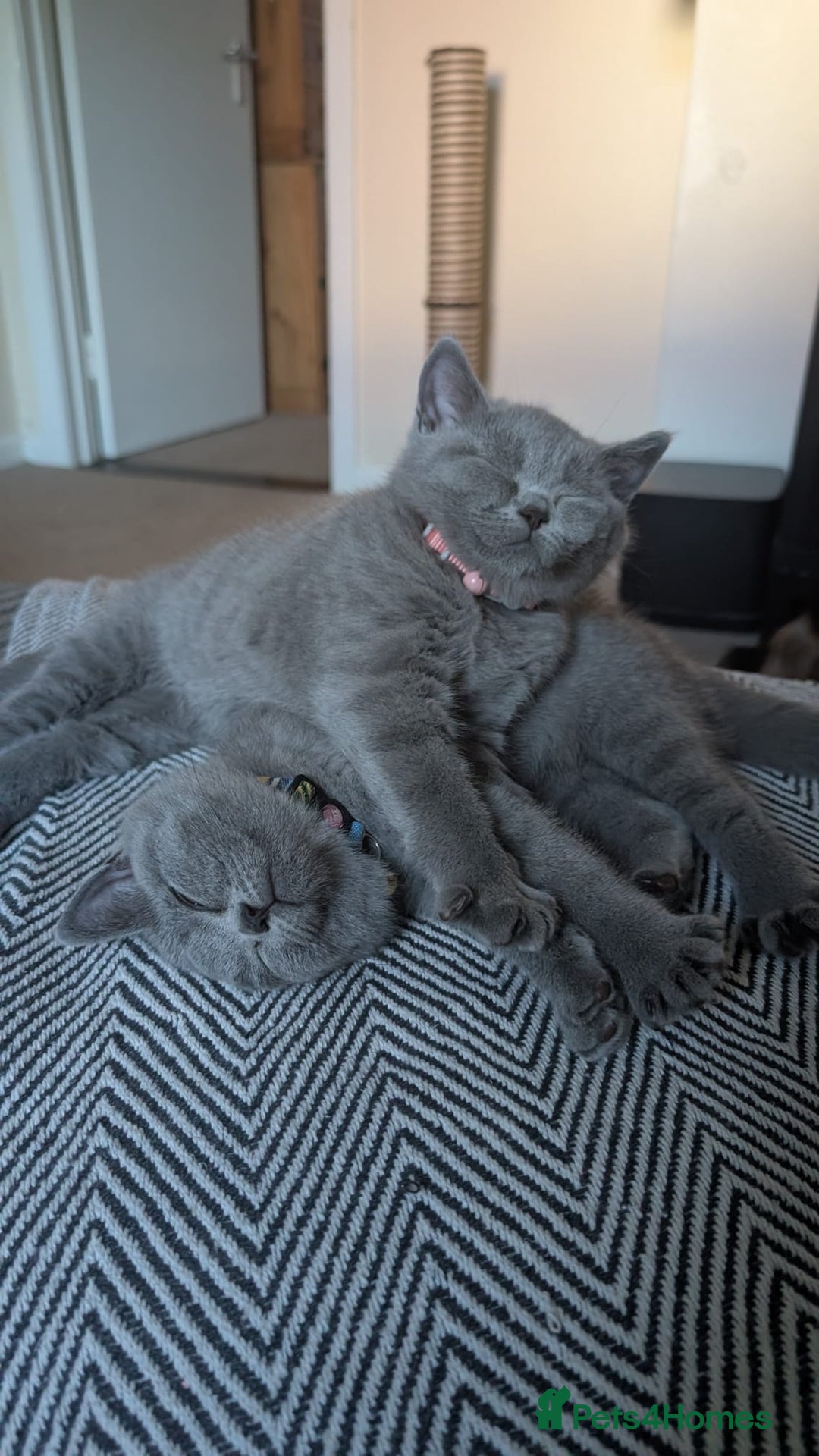 British Shorthair cats for sale: Two sister BSH - Advert 1