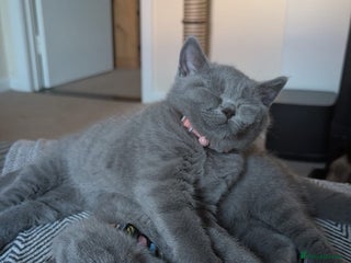 British Shorthair cats Two sister BSH - Advert 3