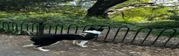 Border Collie dogs for sale:  A 2-Year Sweet & Smart Border Collie - Advert 12