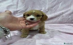 Cavapoo dogs for sale: Waiting list open for cavapoo puppies  - Image 9