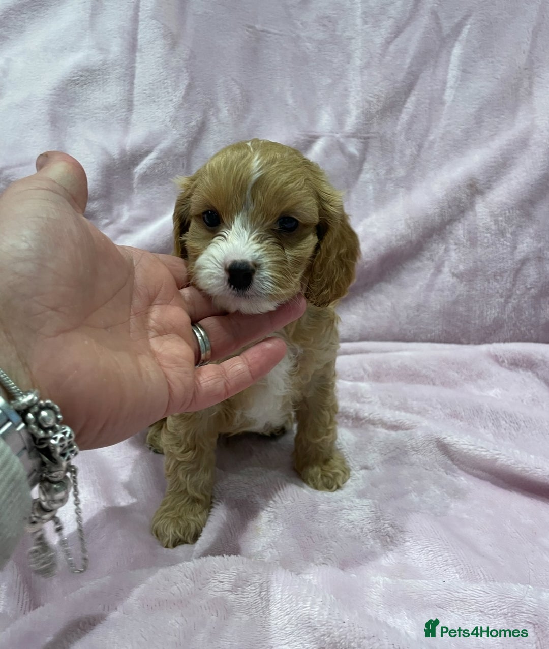 Cavapoo dogs for sale: Waiting list open for cavapoo puppies  - Image 9