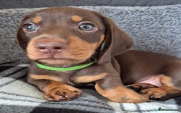 Miniature Dachshund dogs for sale: Miniature Dachshund Pups Looking for Loving Homes - Image 4