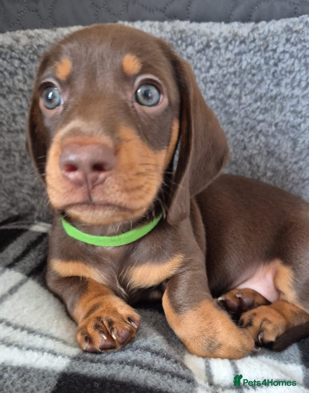 Miniature Dachshund dogs for sale: Miniature Dachshund Pups Looking for Loving Homes - Image 4
