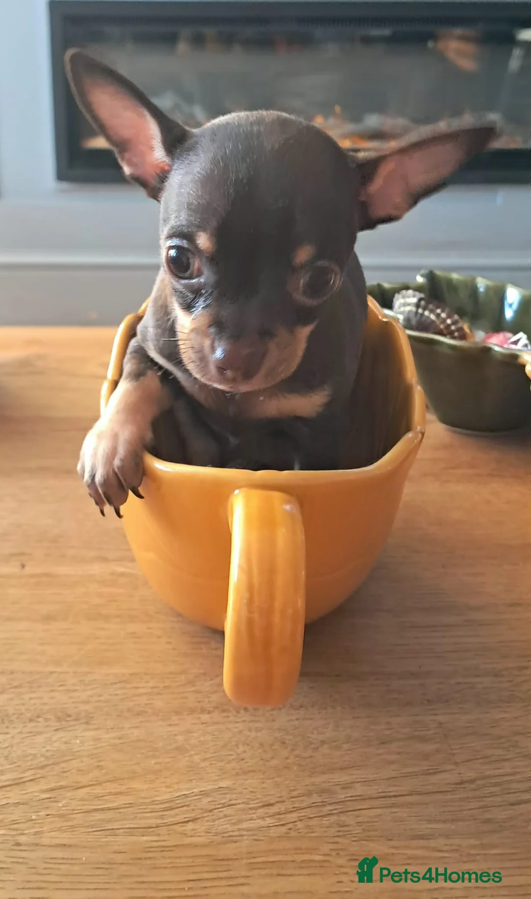 Mixed Breed dogs for sale: Beautiful Babies  - Advert 14