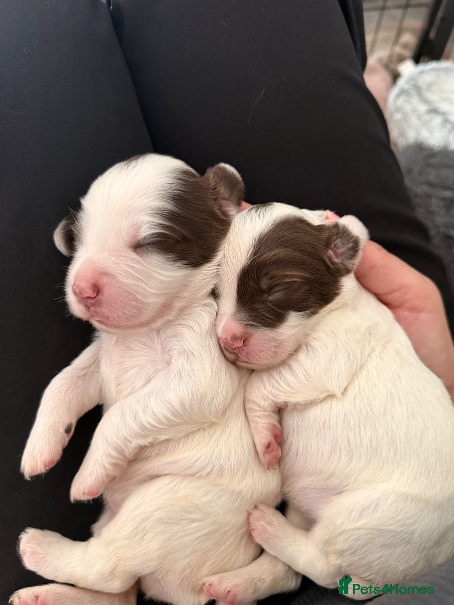English Springer Spaniel dogs for sale: Kc registered English springer spaniel puppies  in Ryton - Advert 9