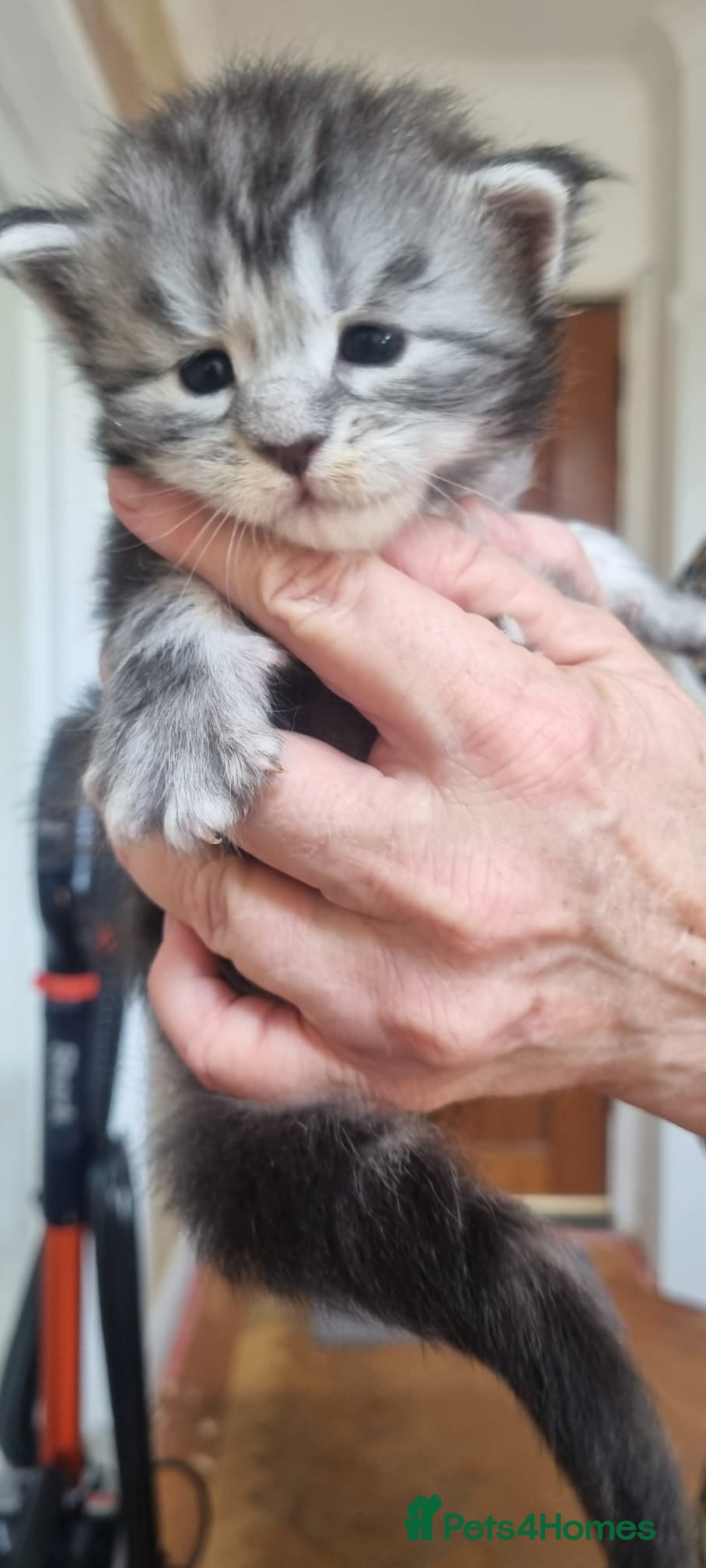 Maine Coon cats for sale: Tica Registered, Russian Line Maine Coon Kittens - Advert 13