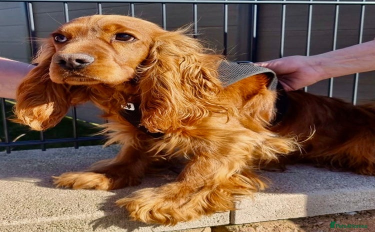 Cocker Spaniel dogs - Advert 1