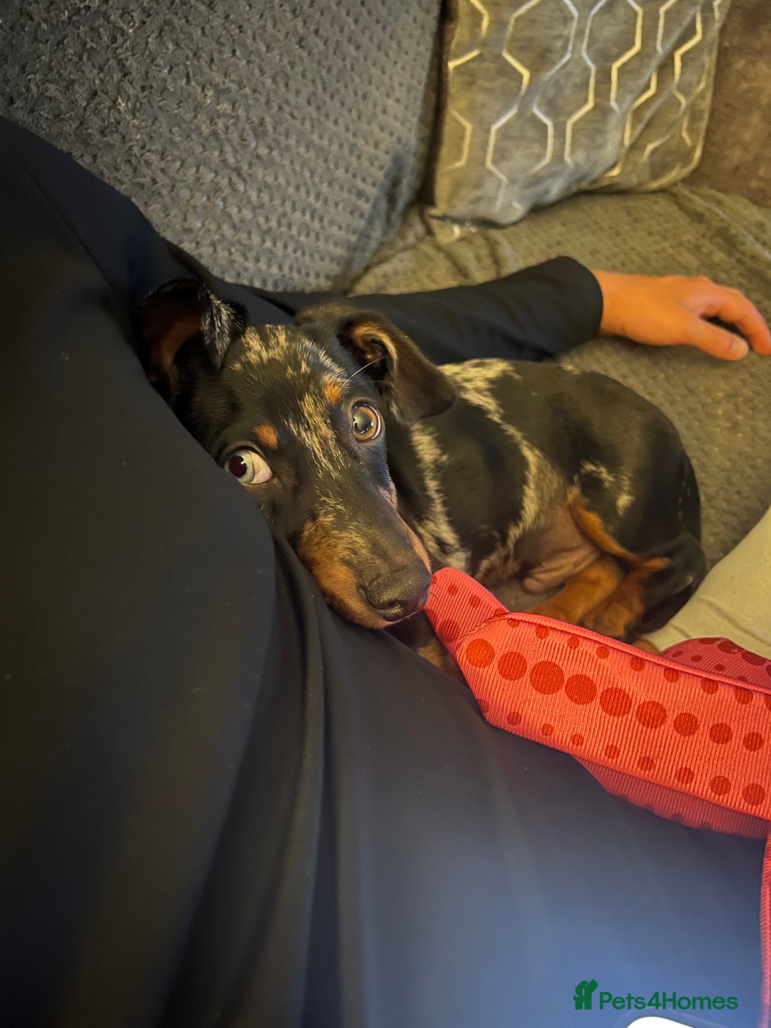 Dachshund dogs for sale: Male dapple dachshund  - Advert 5