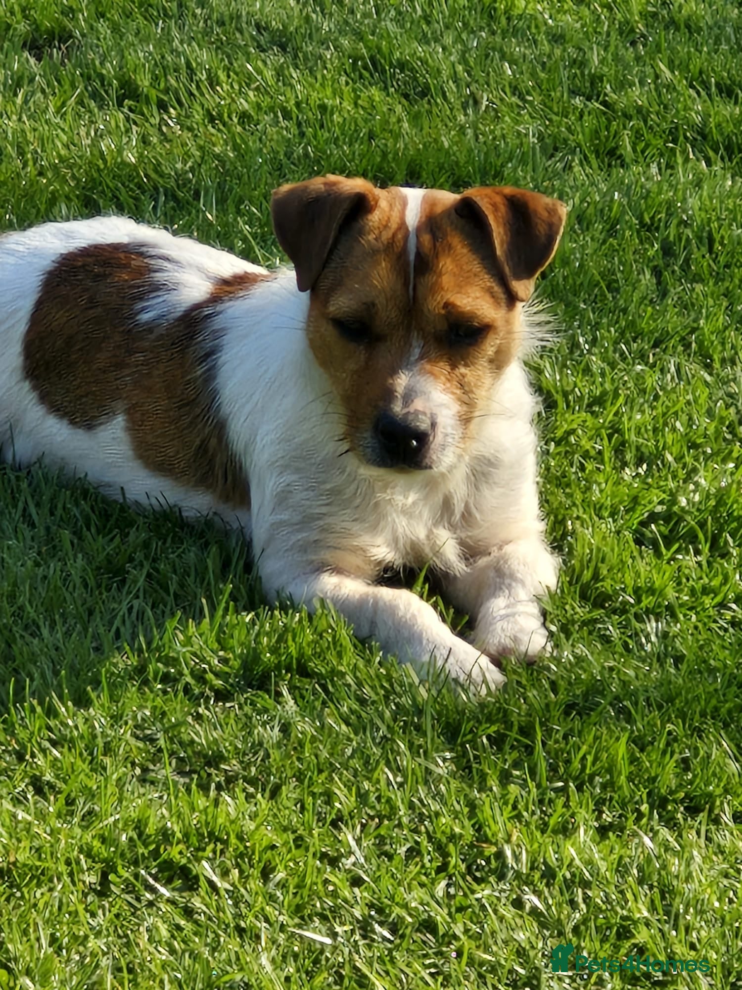 Jack Russell dogs Jack Russell puppies  - Advert 6