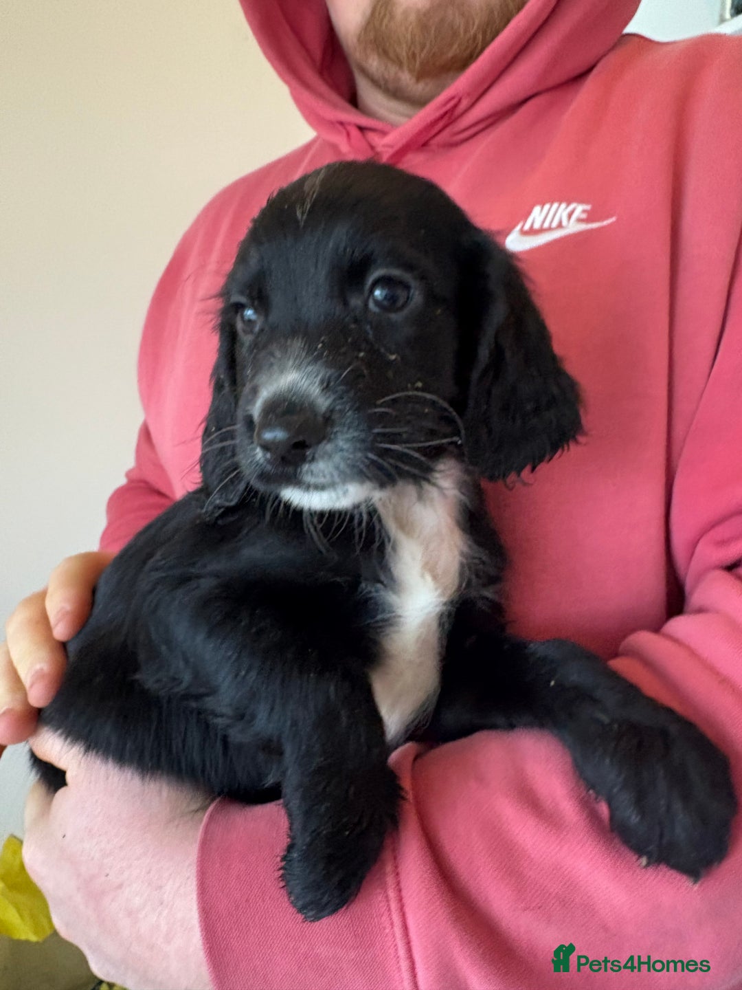 Sprocker dogs for sale: Sprocker spaniel male  - Advert 3