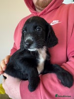 Sprocker dogs Sprocker spaniel male - Advert 6