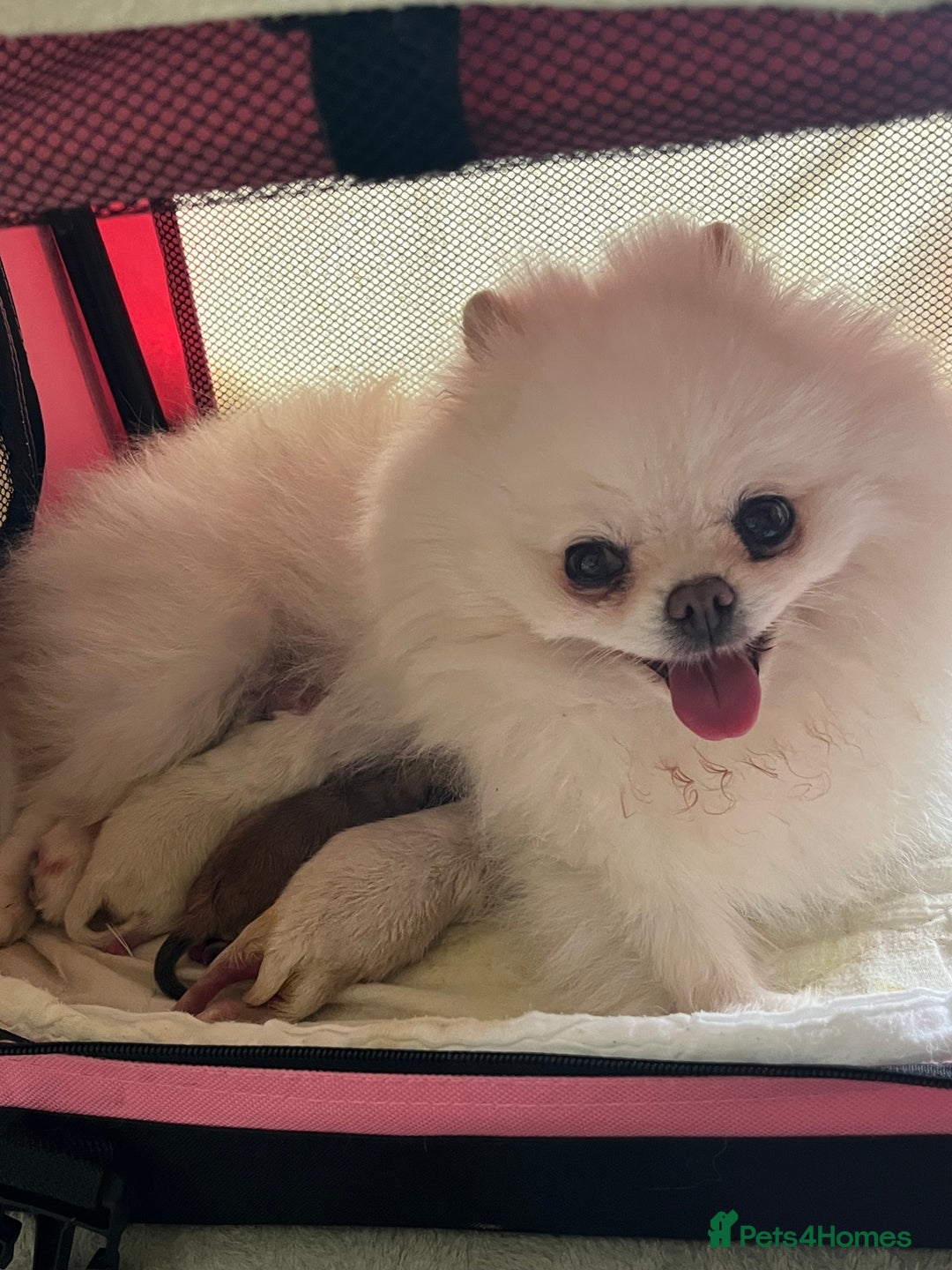 Pomeranian dogs for sale: Amazing Pom Puppies from Five Star breeder.  - Image 21