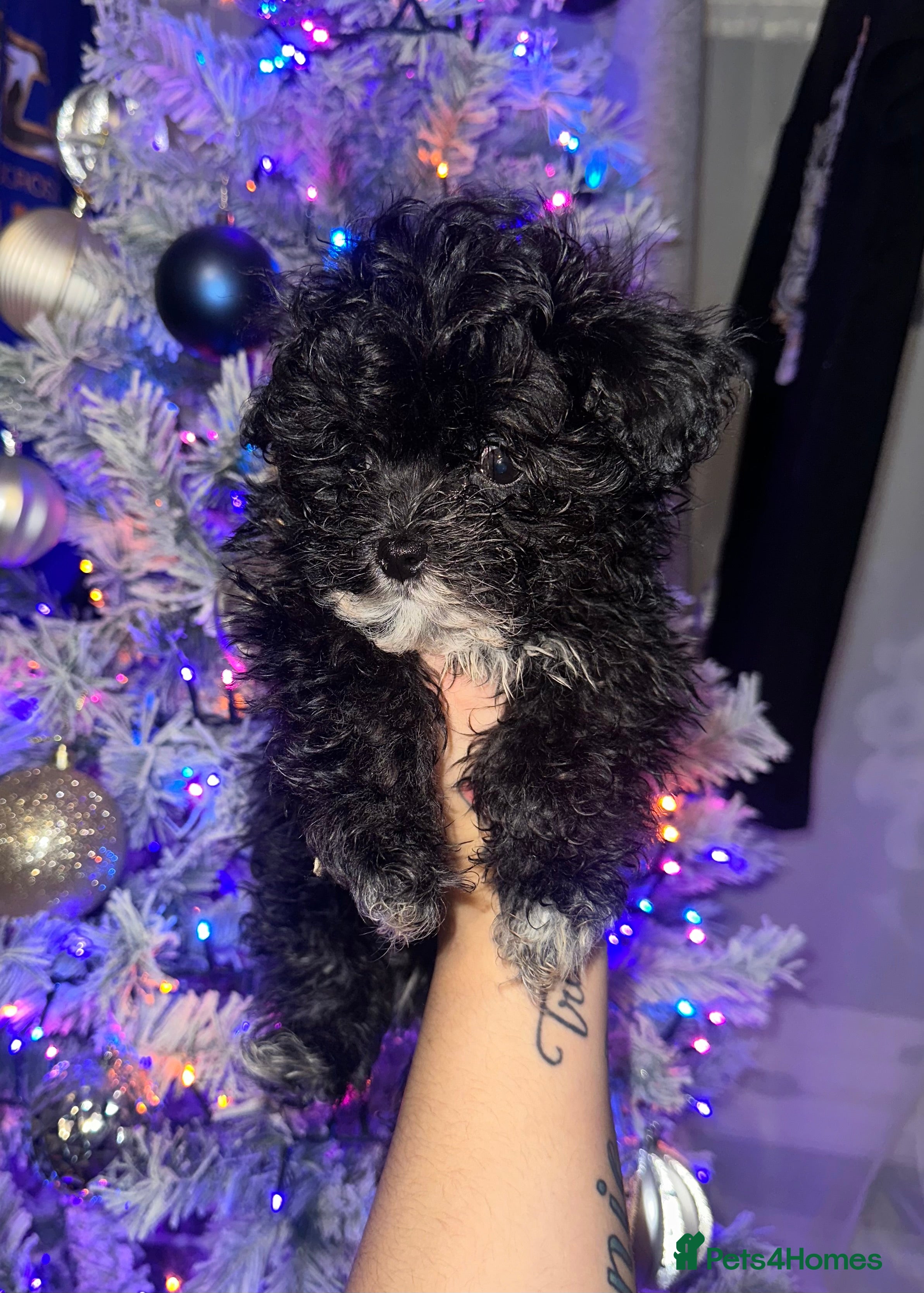 Maltipoo dogs F1 Toy Maltipoos - Advert 13