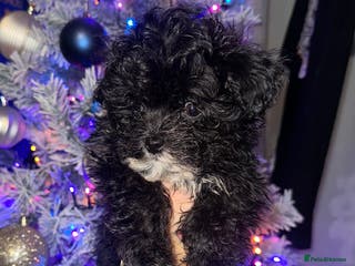 Maltipoo dogs F1 Toy Maltipoos - Advert 18