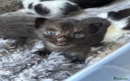 Mixed Breed cats for sale: 5 kittens will be looking for a forever home - Image 14
