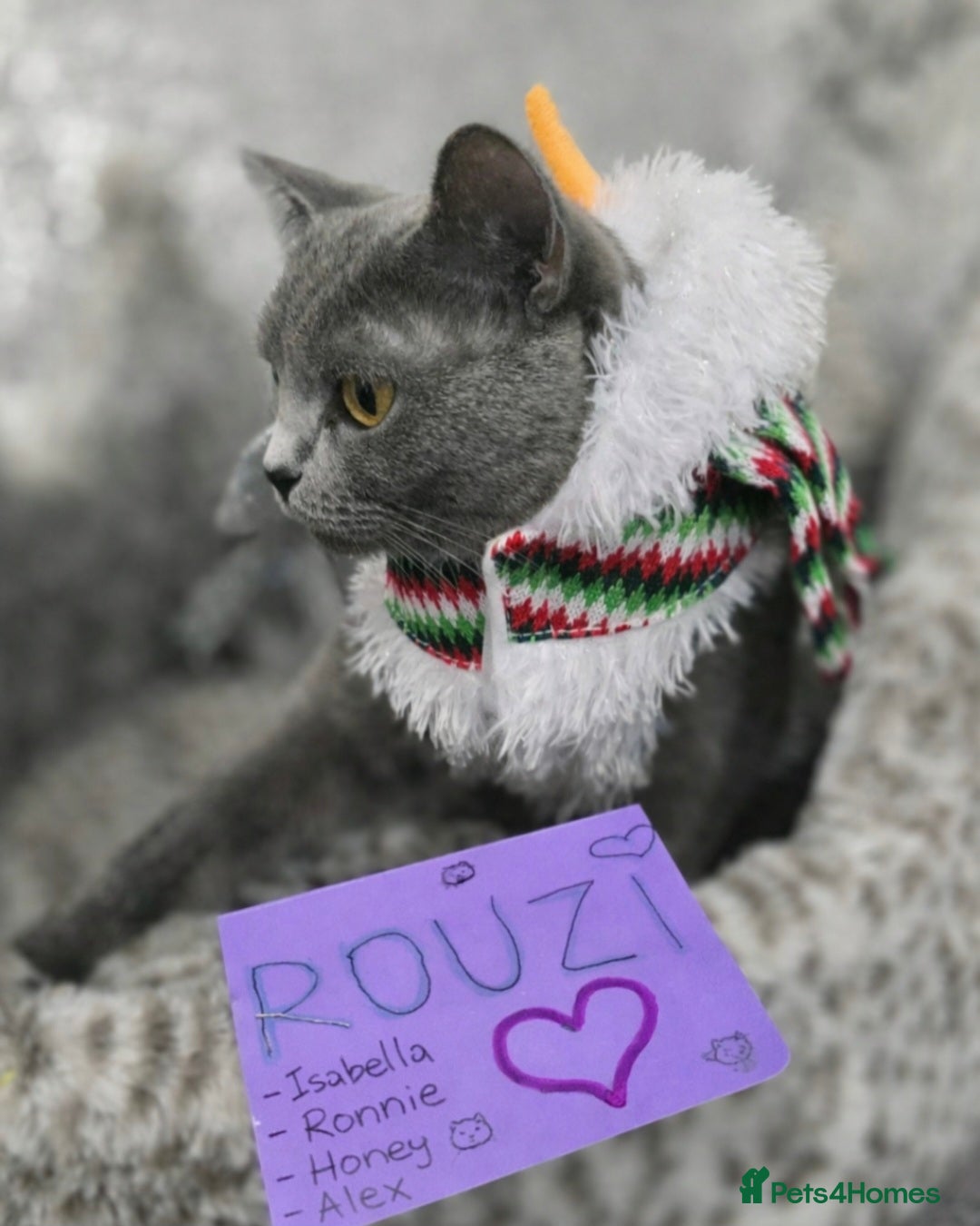 British Shorthair cats for sale: 🩷💜Beautiful British shorthair kittens 💜🩷 - Advert 8