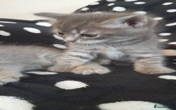 Mixed Breed cats for sale: Kittens  - Image 13