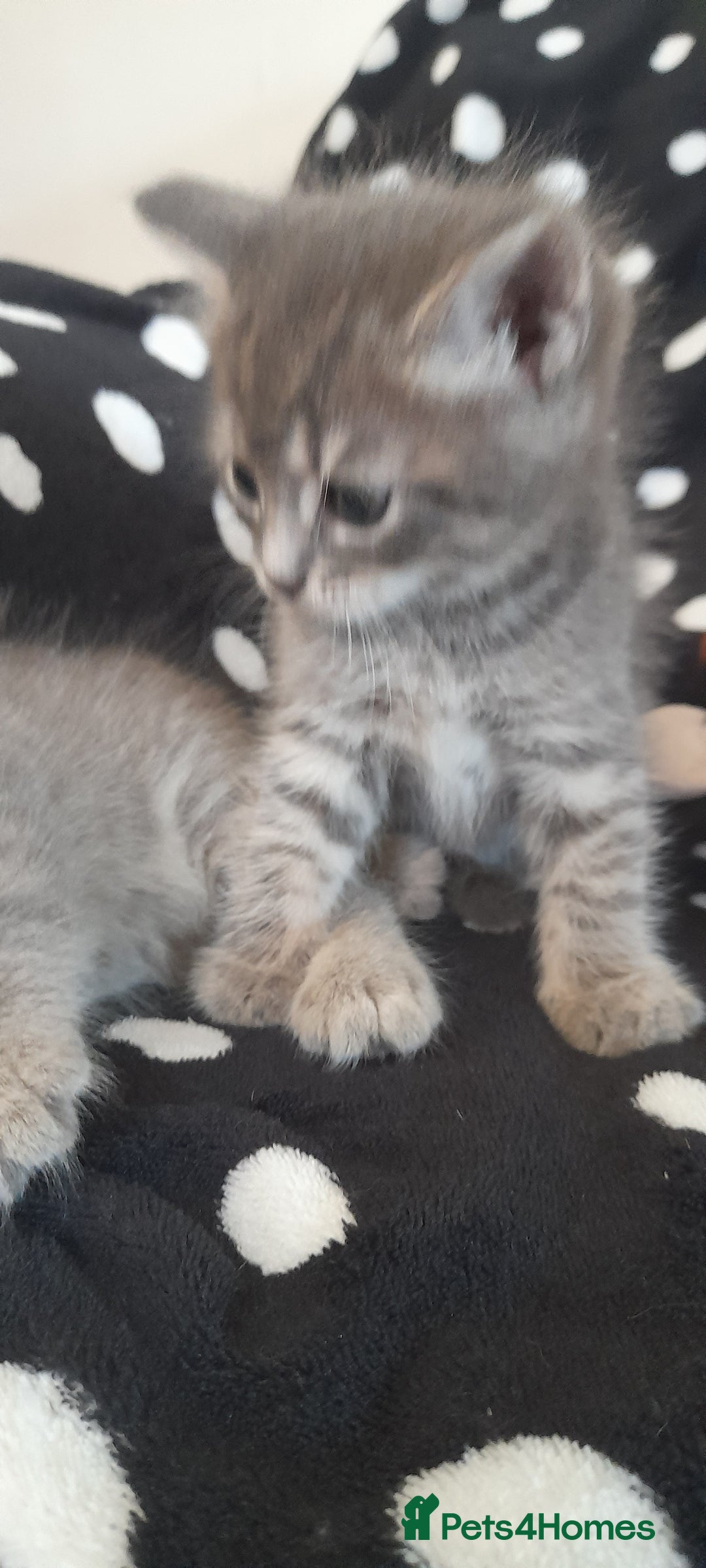 Mixed Breed cats for sale: Kittens  - Image 13