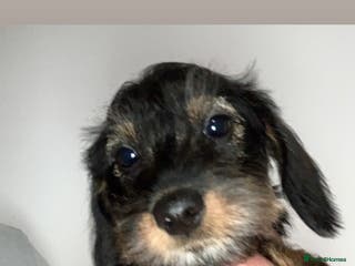 Miniature Dachshund dogs Miniature wirehaired daschunds - Advert 16