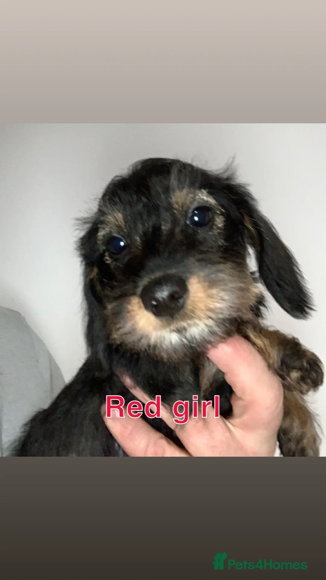 Miniature Dachshund dogs for sale: Miniature wirehaired daschunds - Advert 3