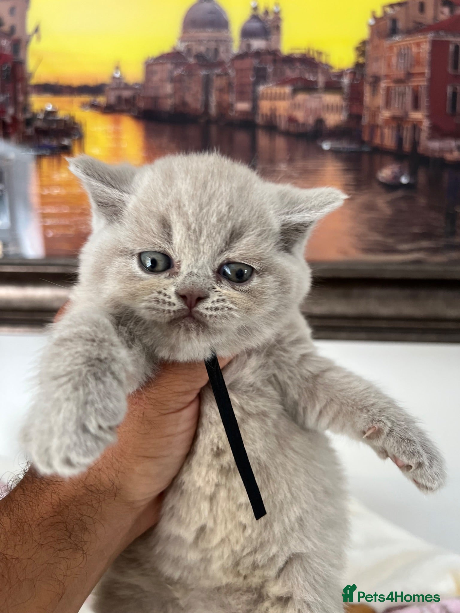 British Shorthair cats British Shorthair-Longhair  - Advert 2