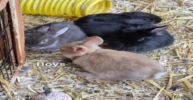 Guinea Pig rodents - Advert 5