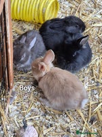 Guinea Pig rodents - Advert 4