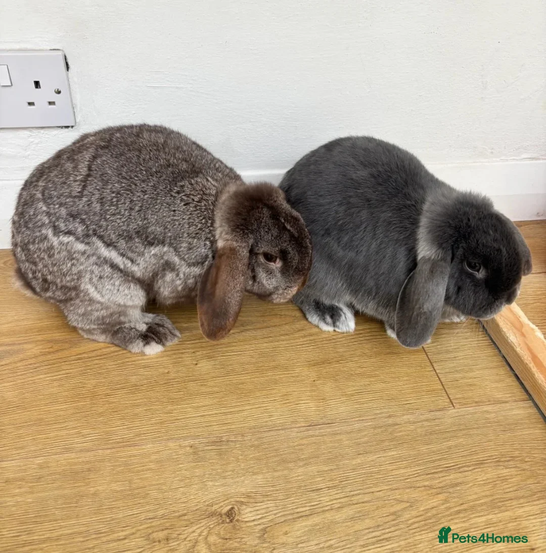 Mini Lop rabbits for sale: Two female mini lop rabbits - Advert 2