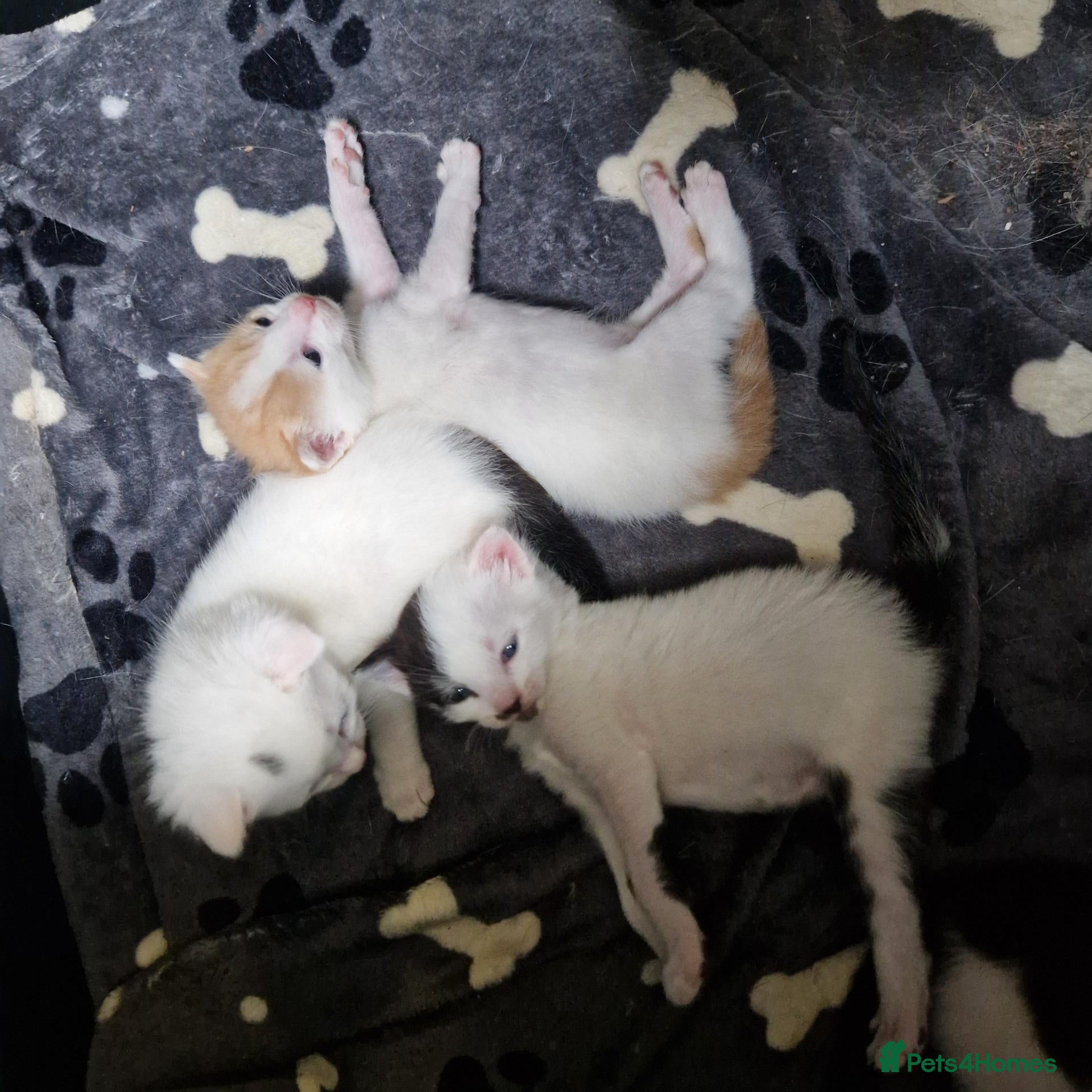 Mixed Breed cats Beautiful kittens  - Advert 2