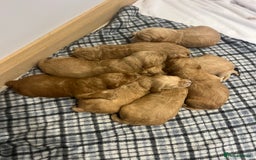Goldendoodle dogs for sale: Gorgeous Goldendoodle Puppies  - Image 4