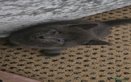 Russian Blue cats for sale: Gorgeous Russian Blue kittens - Image 5