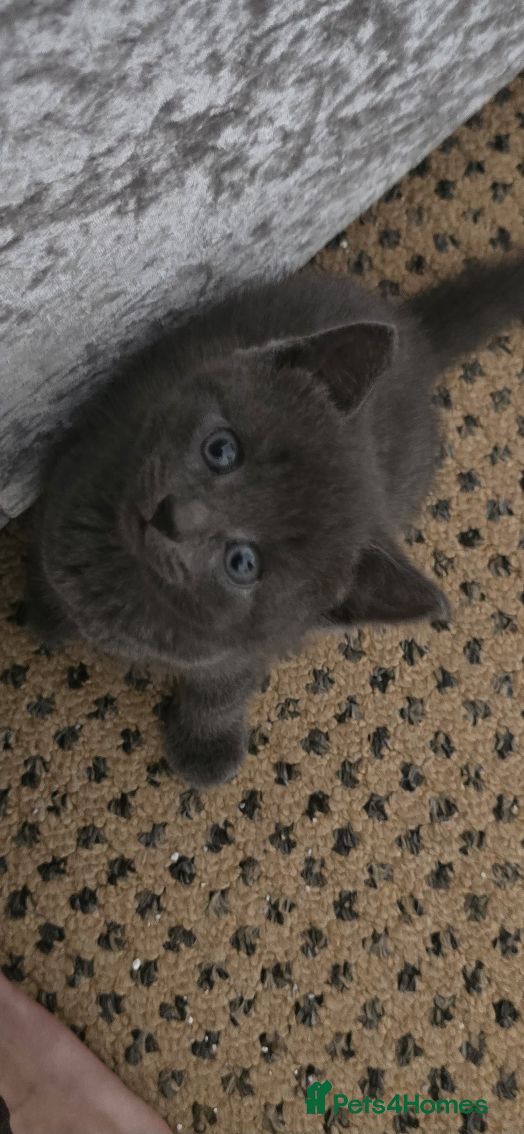 Russian Blue cats for sale: Gorgeous Russian Blue kittens - Image 5