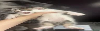 Mixed Breed 1
