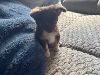 Chihuahua dogs Ready to leave 1 chocolate coloured boy left - Advert 12