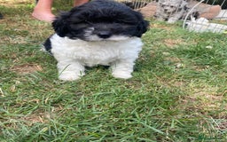 Shihpoo dogs for sale: Adorable F1 ShihPoo puppies in Faversham - Image 2