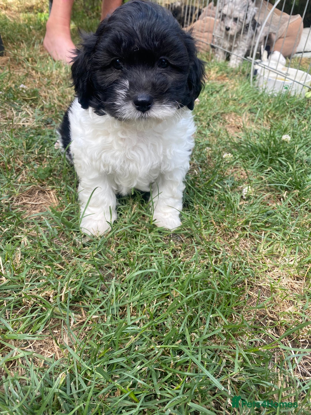 Shihpoo dogs for sale: Adorable F1 ShihPoo puppies in Faversham - Image 2