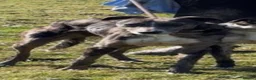 Lurcher dogs for stud: 🔥Proven Stud Dog Available Top Working Lurcher 🔥 - Advert 8