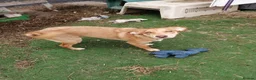 Mixed Breed dogs for adoption:  💙PRINCE💙: 8-month-old small-/low-medium boy - Advert 16