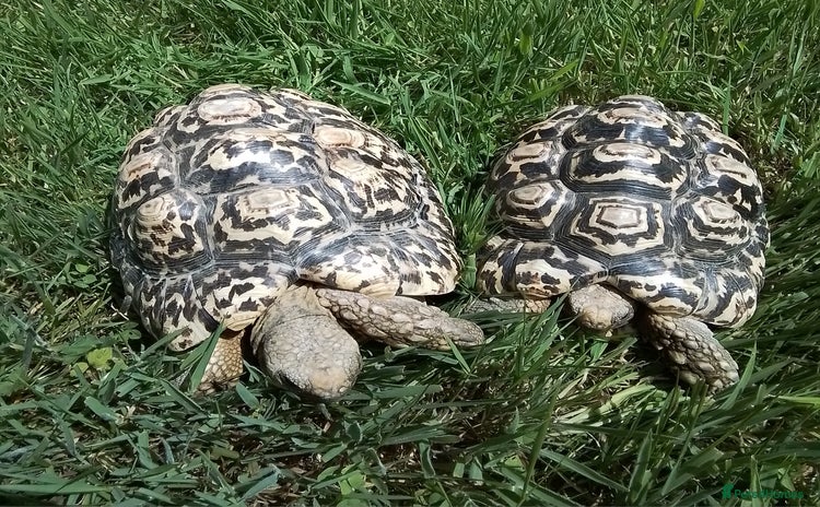 Tortoise reptiles - Advert 1