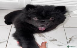 Chow Chow dogs for sale: Beautiful black chow chow for rehoming - Image 1