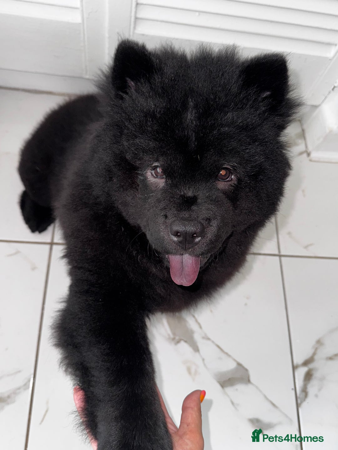 Chow Chow dogs for sale: Beautiful black chow chow for rehoming - Image 1
