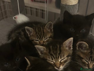 European cats 6 beautiful tabby/black kittens for sale! - Advert 1